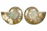 Cut & Polished Ammonite Fossil - Madagascar #364794-1